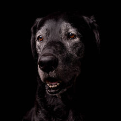 Close-up portrait of black dog