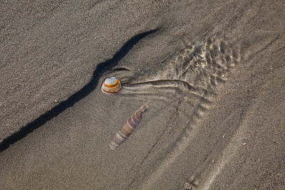 High angle view of shells stuck in sand at beach
