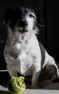 Close-up portrait of dog sitting with damaged ball at home