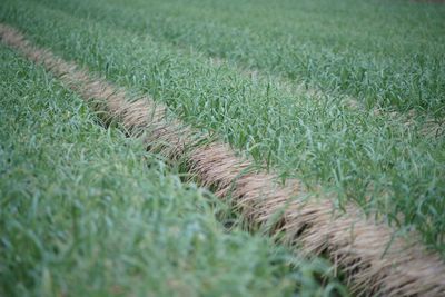 Surface level of grassland