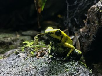 Close-up of frog on rock