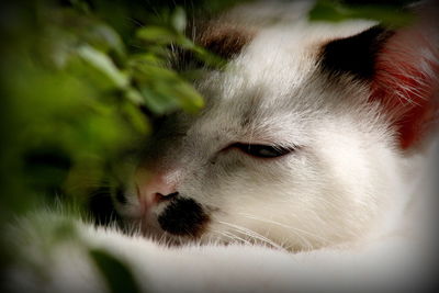 Close-up of cat resting on field