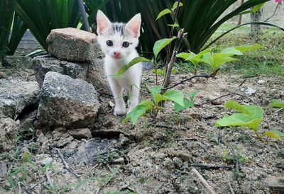 Portrait of cat sitting outdoors