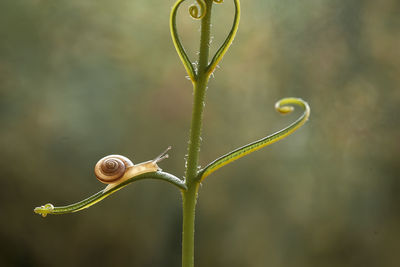 Beautiful snail in beautiful place