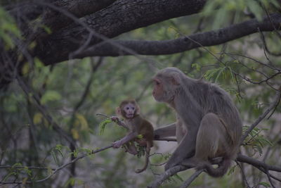 Monkey sitting on tree branch