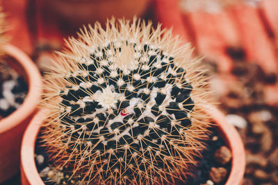 Close-up of cactus plant