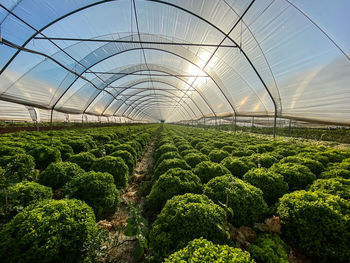 Plants growing in greenhouse