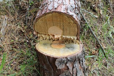 Close-up of tree stump in forest