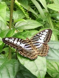 Butterfly on leaf