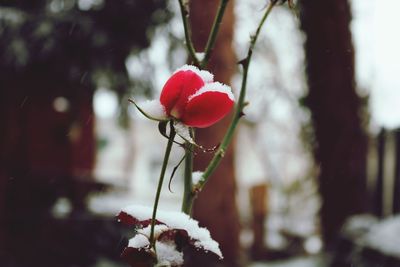 Close-up of red berries on tree