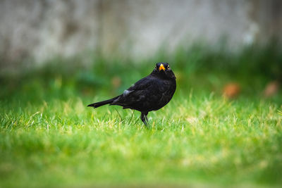Blackbird perching on a field
