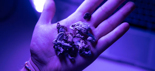 Close-up of woman holding purple flower