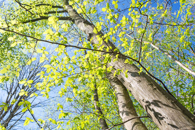 Low angle view of tree against sky