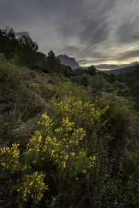 Scenic view of flowering plants and trees against sky