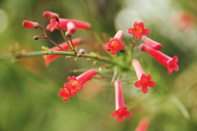 Close-up of pink flower