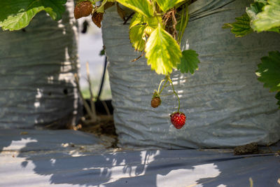 Close-up of strawberry growing on plant