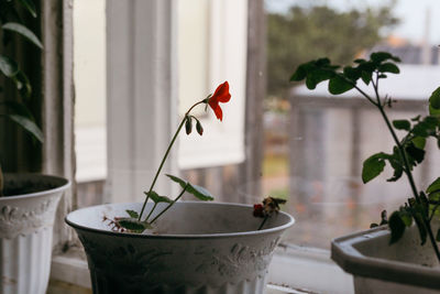 Close-up of potted plant