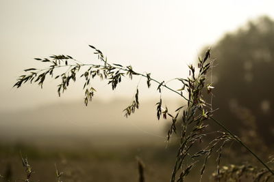 Close-up of crop growing on field against sky