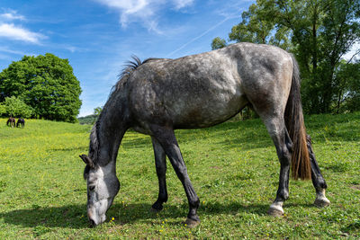 Horse standing on field