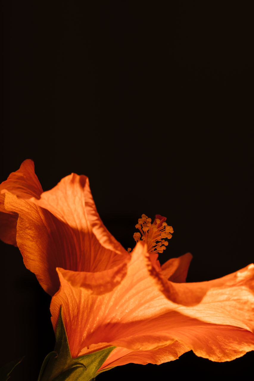 CLOSE-UP OF ORANGE PLANT AGAINST BLACK BACKGROUND