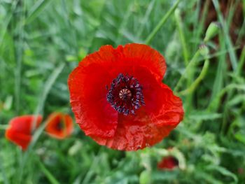 Close-up of red flower