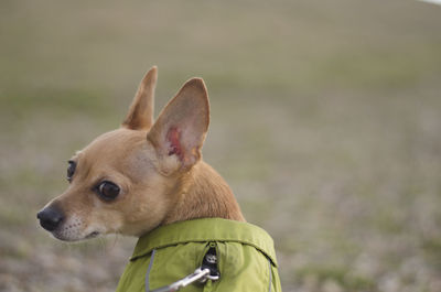 Close-up of dog outdoors