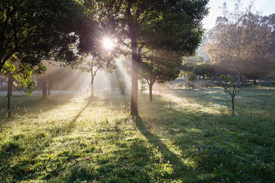 Sunlight streaming through trees on field