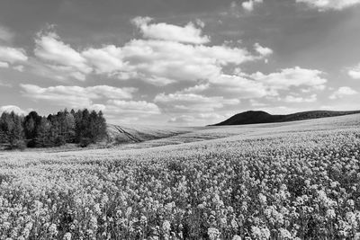 Scenic view of agricultural field against sky