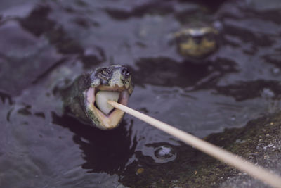 High angle view of turtle in lake