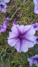 Close-up of purple flower blooming outdoors