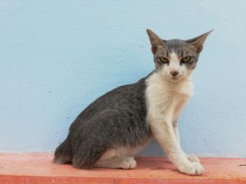 Portrait of cat sitting on wall