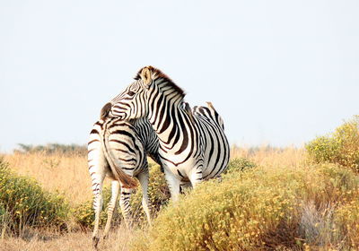 Zebras in a field