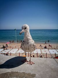 Seagull perching on a beach