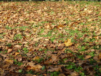 High angle view of dry leaves on field