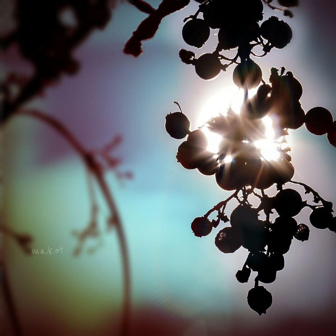 sky, plant, nature, no people, tree, silhouette, branch, low angle view, selective focus, beauty in nature, growth, sunlight, plant part, focus on foreground, close-up, leaf, food and drink, fruit, tranquility, outdoors, sun, ripe