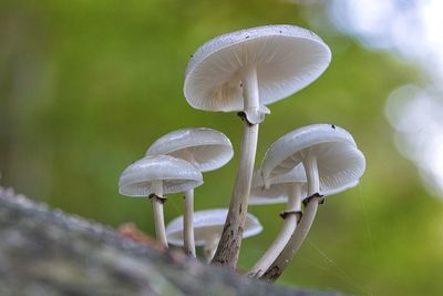 Close-up of mushroom growing on land