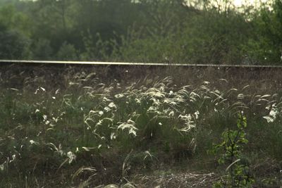 Plants growing on field