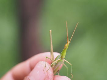 Close-up of insect on hand