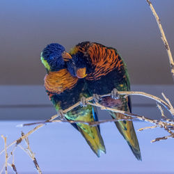 Close-up of parrots perching on branch