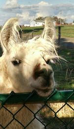 Close-up portrait of animal