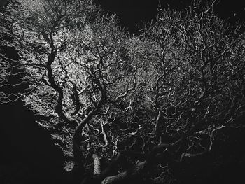 Low angle view of bare trees in the sky