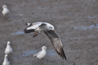 Seagulls flying over the water