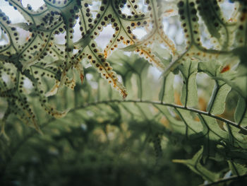 Full frame shot of plants