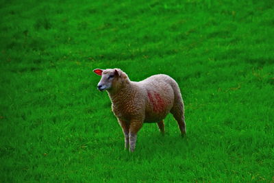 Sheep on grassy field