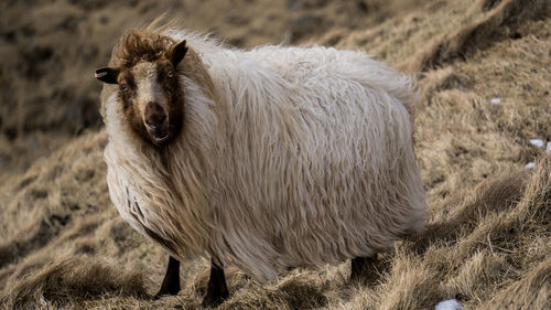 Portrait of a horse in a field