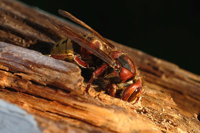 Close-up of insect on wood