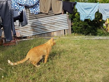 Shadow of cat on grass