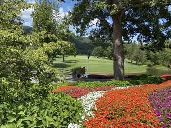 View of flowering plants in park