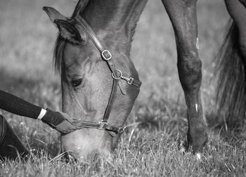 Close-up of a horse on field