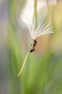 Close-up of insect on plant